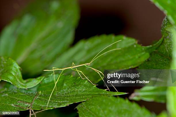 Phasmida Examples 63 Phasmid Stock Photos, High-Res Pictures, and Images - Getty Images