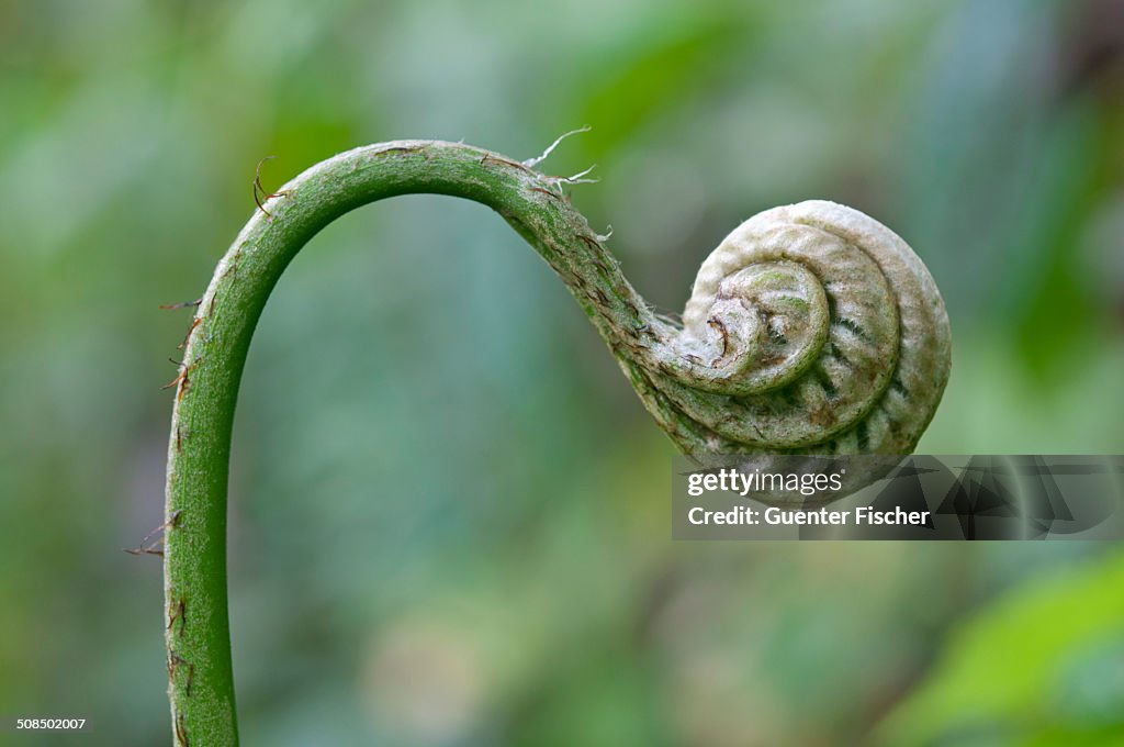 Frond unfurling, Tandayapa region, Andean cloud forest, Ecuador, South America