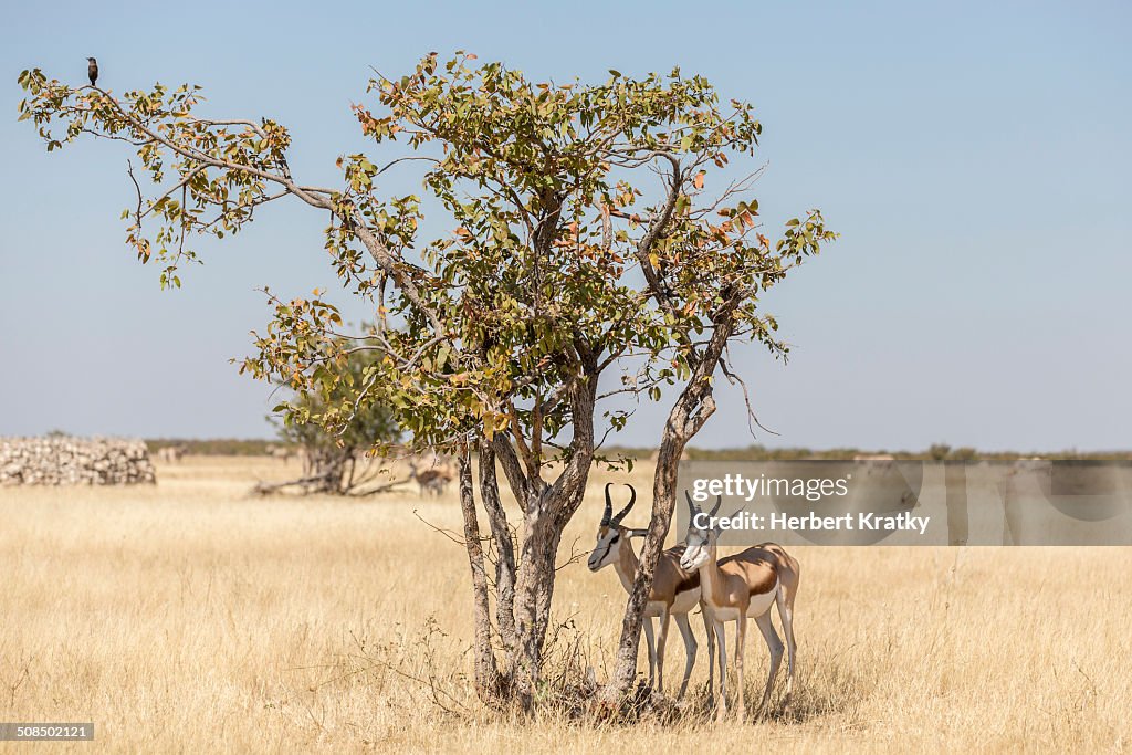 Springboks -Antidorcas marsupialis-, Etosha National Park, Namibia, Africa