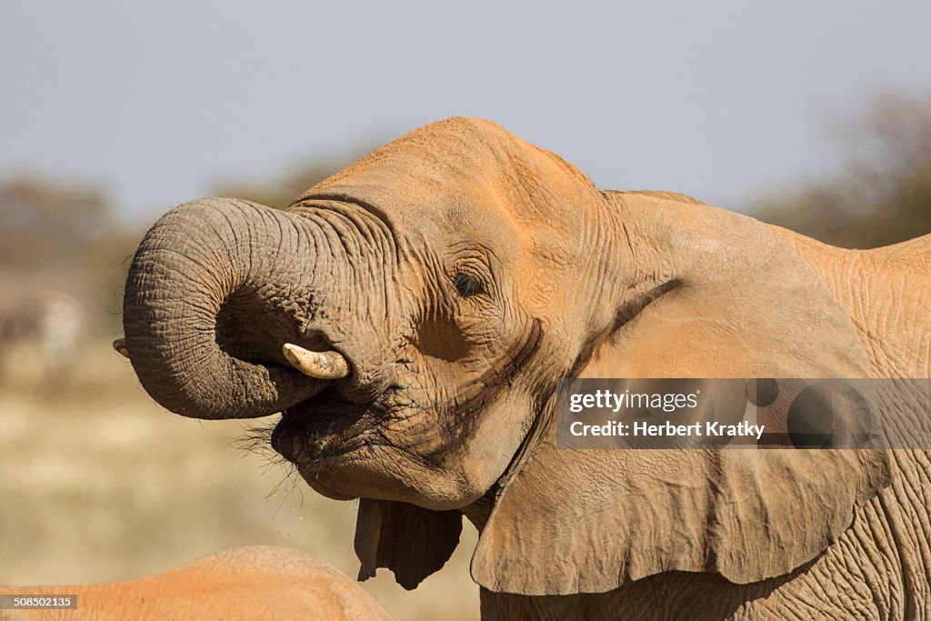 African elephant -Loxodonta africana-, Etosha National Park, Namibia, Africa