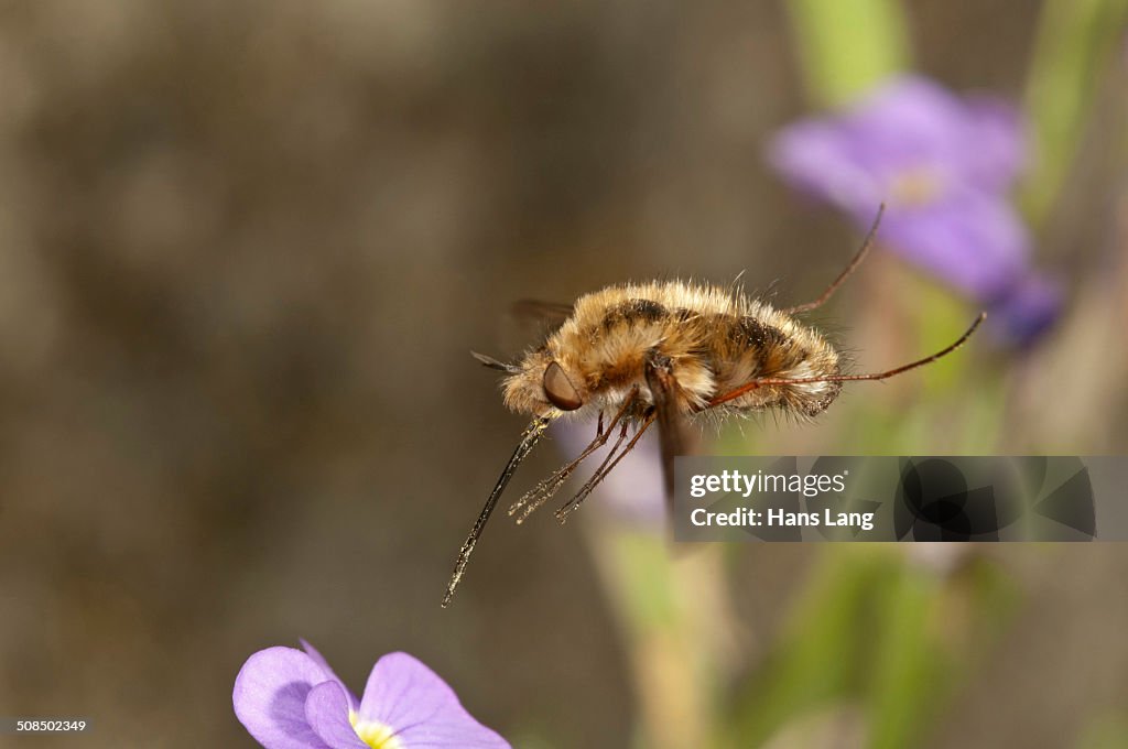 Large bee fly -Bombylius major- approaching an aubrieta -Aubrieta-, Untergroeningen, Baden-Wuerttemberg, Germany, Europe