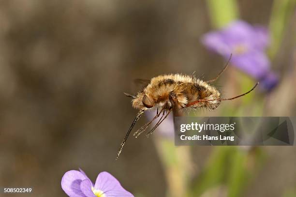 large bee fly -bombylius major- approaching an aubrieta -aubrieta-, untergroeningen, baden-wuerttemberg, germany, europe - aubrieta stock pictures, royalty-free photos & images