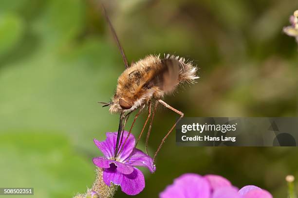 large bee fly -bombylius major- sucking nectar from an aubrieta -aubrieta- untergroeningen, baden-wuerttemberg, germany, europe - aubrieta stock pictures, royalty-free photos & images
