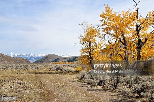 roadway with autumnal coloured trees in the big lost river valley, lost river range at back, mackay, idaho, usa - mackay street stock pictures, royalty-free photos & images