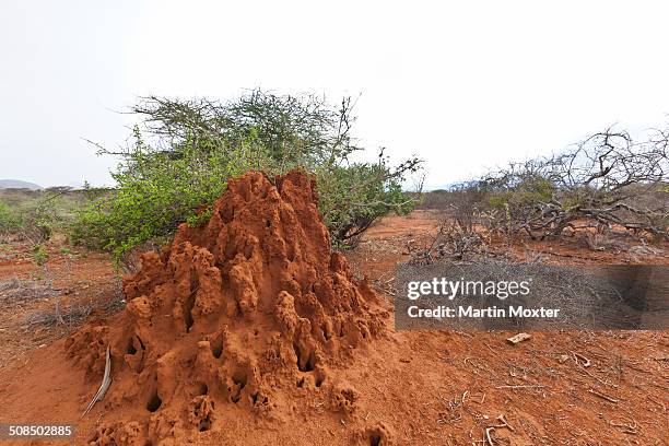 termite mound, samburu national reserve, kenya, east africa, publicground - isoptera stock pictures, royalty-free photos & images