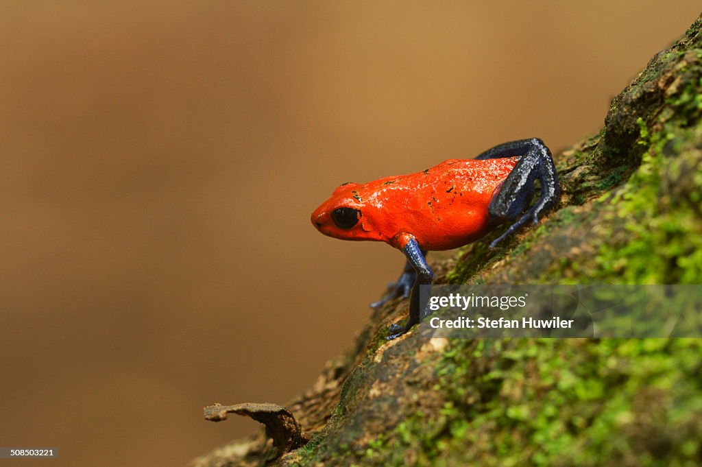 Strawberry Poison Frog -Dendrobates pumilio-, Tenorio Volcano National Park, Costa Rica, Central America