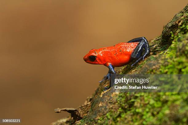 strawberry poison frog -dendrobates pumilio-, tenorio volcano national park, costa rica, central america - tenorio volcano national park stock pictures, royalty-free photos & images