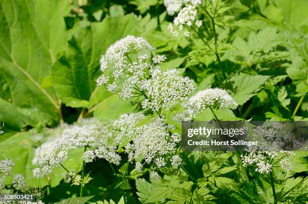 alpine upland floodplains vegetation with leaves of the common butterbur -petasites hybridus- and flower of ground elder or goutweed -aegopodium podagraria-, bavaria, germany, europe - petasites stock pictures, royalty-free photos & images