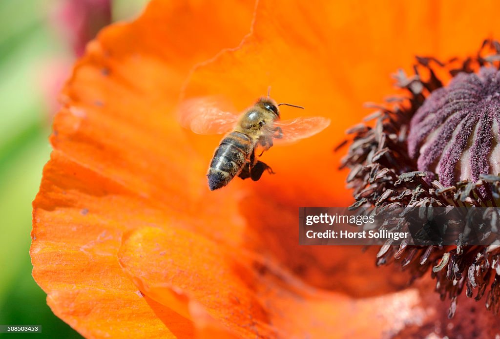 Western honey bee -Apis mellifera- collecting pollen, attaching pollen on its rear legs, next to an Oriental poppy -Papaver orientale-