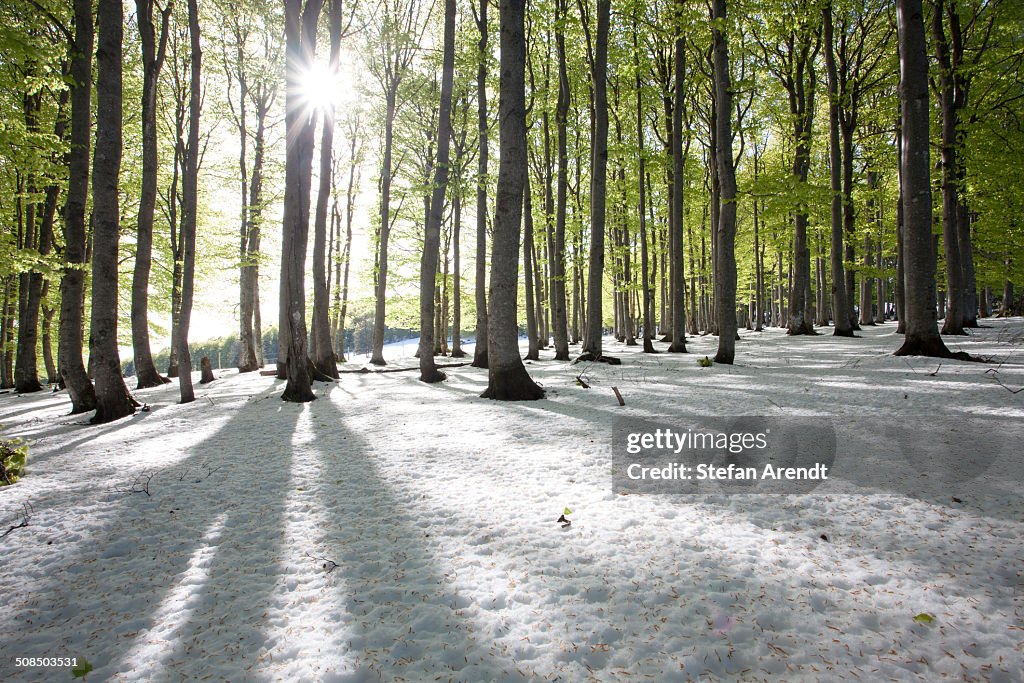 Freshly fallen snow in spring, beech trees with fresh green leaves, Mt Kandel, Black Forest, Baden-Wuerttemberg, Germany, Europe