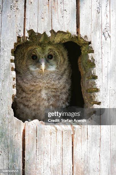 juvenile ural owl -strix uralensis-, neuschoenau outdoor animal enclosure, bavarian forest, bavaria, germany, europe, publicground - african wood owl stock-fotos und bilder