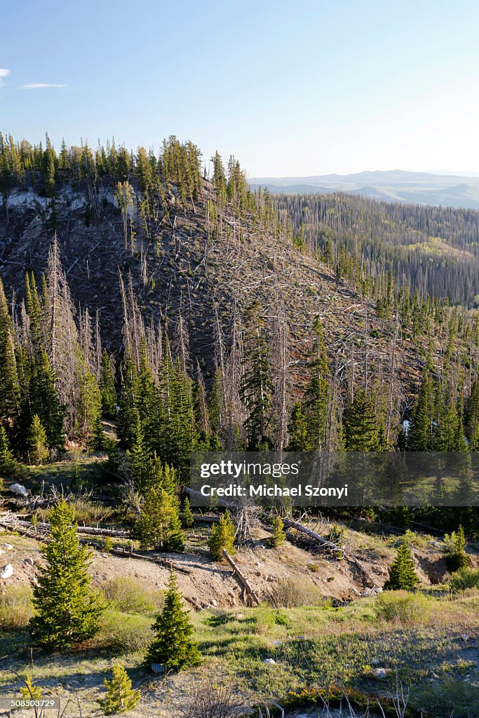 Felled pine trees after a storm, Brian Head, Utah, USA