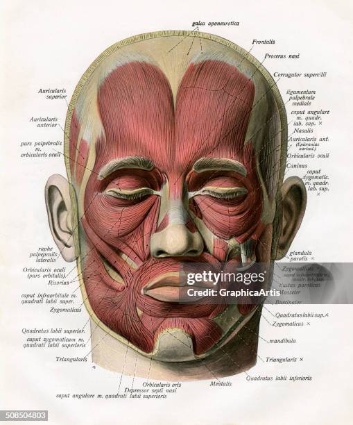 Vintage anatomical iIllustration of the muscles of the human face, frontal or anterior view, anatomical study, 1906. Color print.