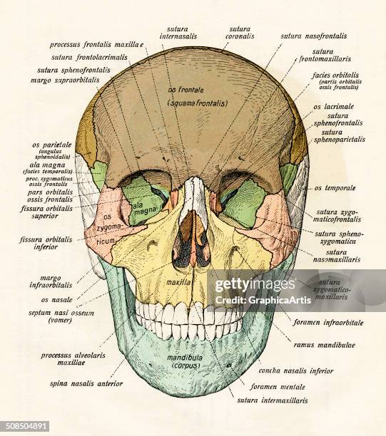 Anterior (Anatomy) Photos and Premium High Res Pictures Biology Diagrams