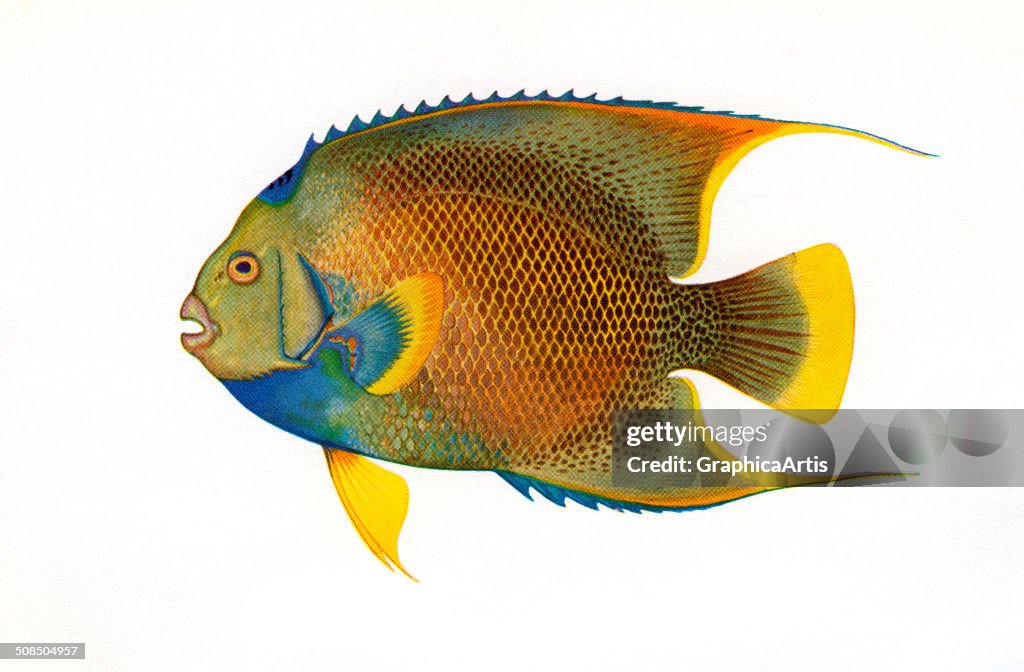 Illustration Of Blue Angelfish
