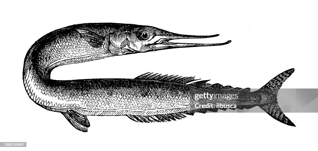 Antique illustration of Atlantic saury (Scomberesox saurus)
