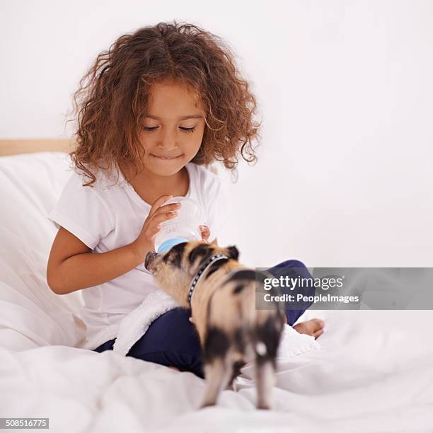 he's the best piggy in the whole wide world - pigs eating stock pictures, royalty-free photos & images