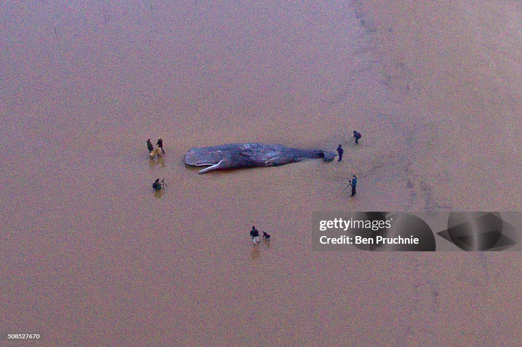 Beached Hunstanton Sperm Whale Dies