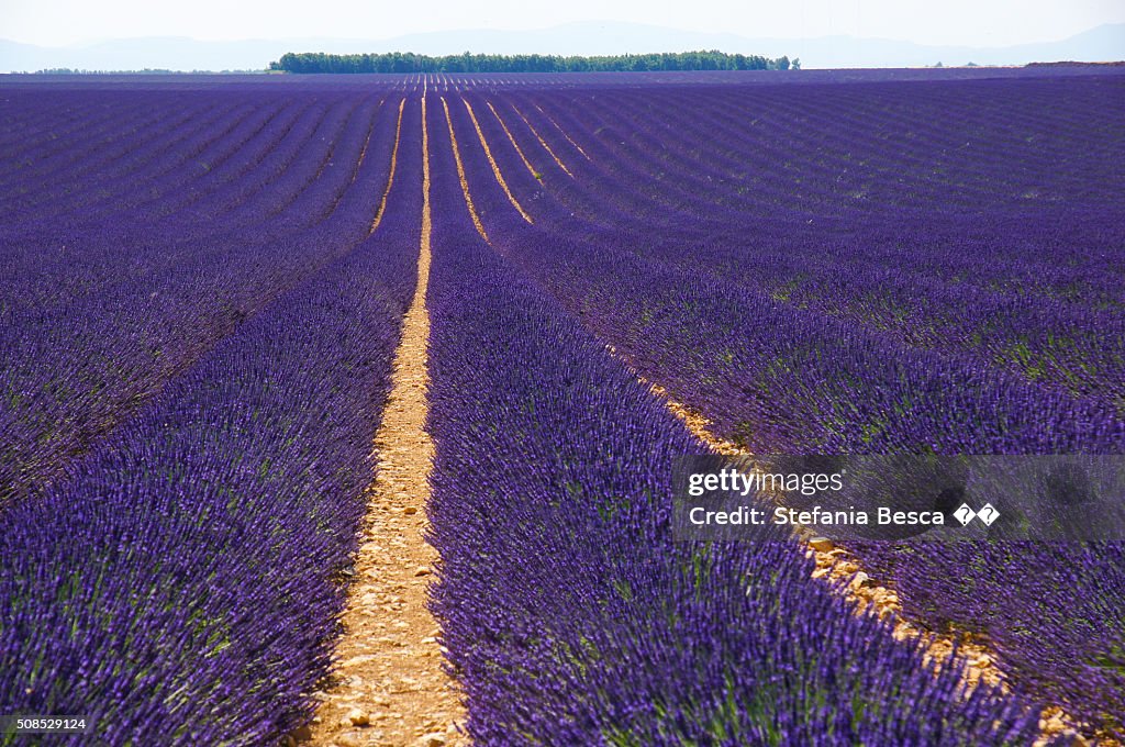 Lavande de Provence