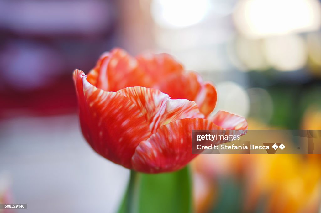 Red macro tulip