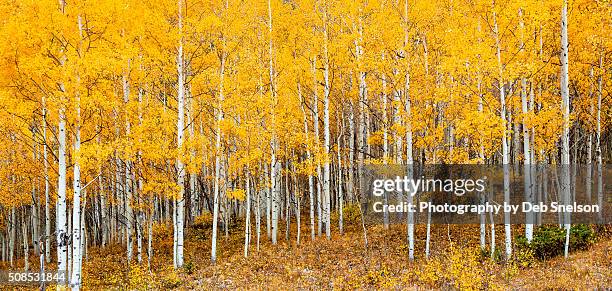 aspen grove in autumn - aspen trees stock-fotos und bilder