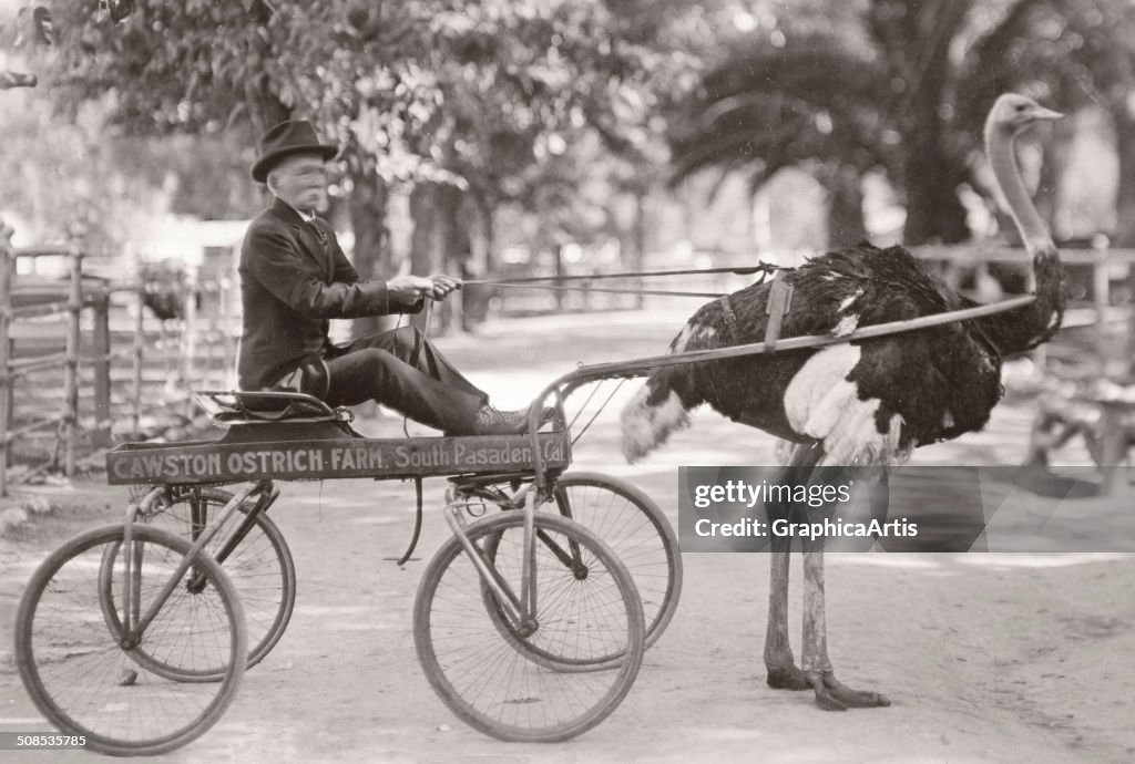 Ostrich Pulling Man In Wagon