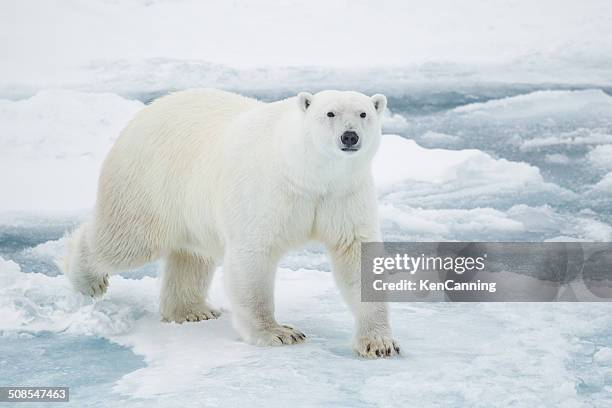 polar bear on pack ice - bear on white stockfoto's en -beelden