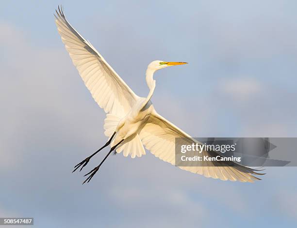 great egret - habitat bird florida stock pictures, royalty-free photos & images