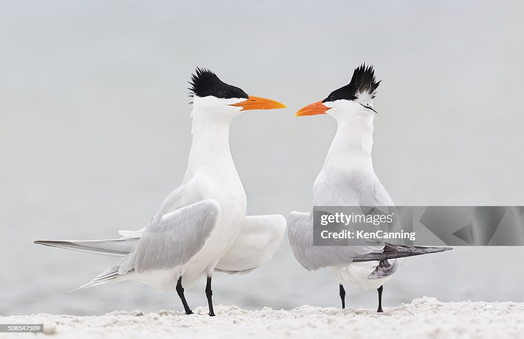 Royal Terns Courtship