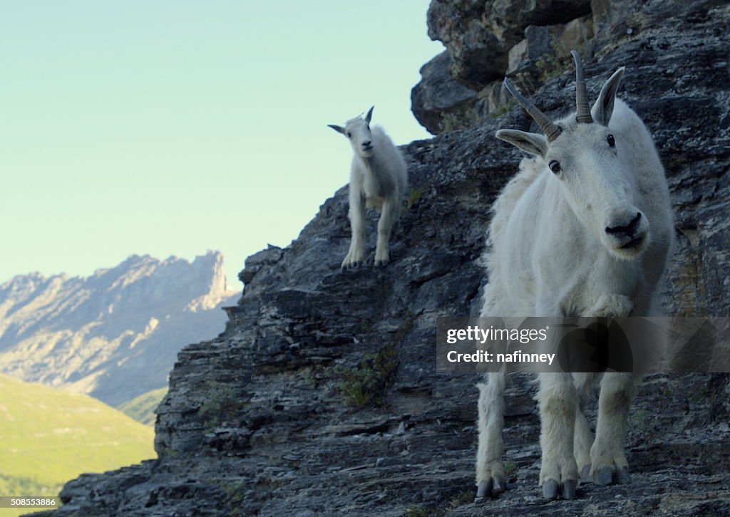 Mountain Goat and Her Billy on a Mountain
