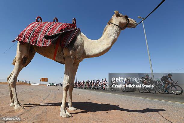 Gianni Moscon of Italy and Team Sky leads the peloton past a camel during the Westin Stage Three of the Tour of Dubai on February 5, 2016 in Dubai,...