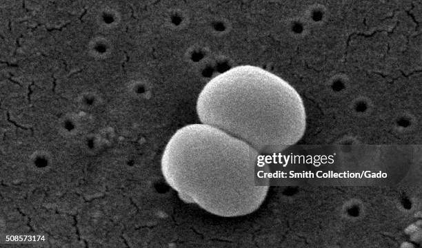 Scanning electron micrograph of two Gram-positive Staphylococcus epidermidis bacteria. Image courtesy CDC/Segrid McAllister. 1982. .