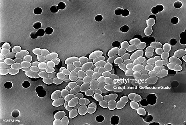 Scanning electron micrograph of Vancomycin Resistant Gram-positive Enterococci sp. Bacteria. Image courtesy CDC/Janice Haney Carr. 1982. .