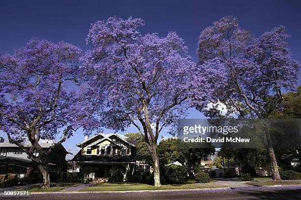 Purple blossoms tower over homes as southern California's Jacaranda trees go into full bloom on May 19, 2004 in South Pasadena, California. The...