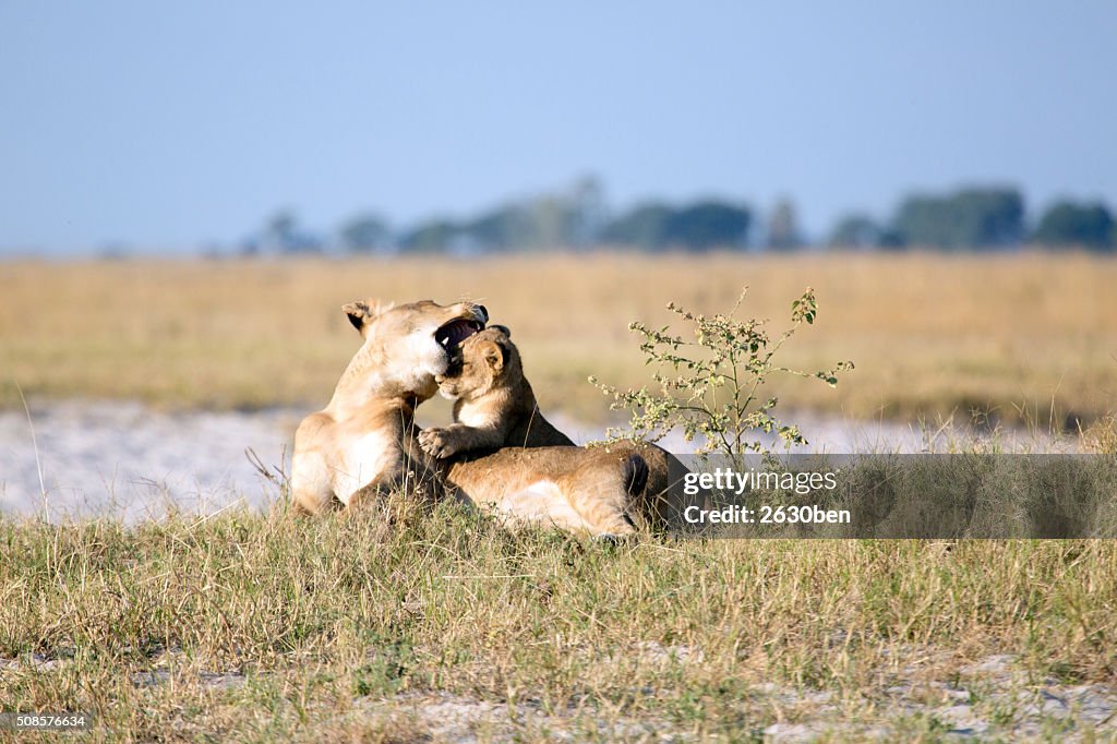 Lion in the bush veld