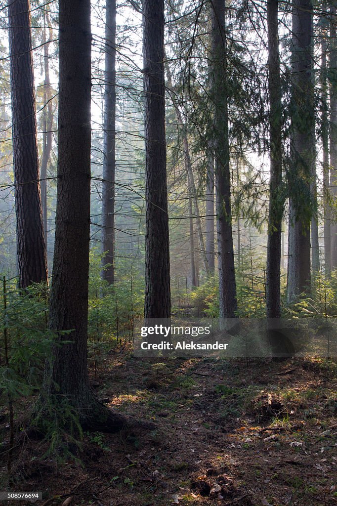 Sonnenstrahl Sie edle coniferous forest