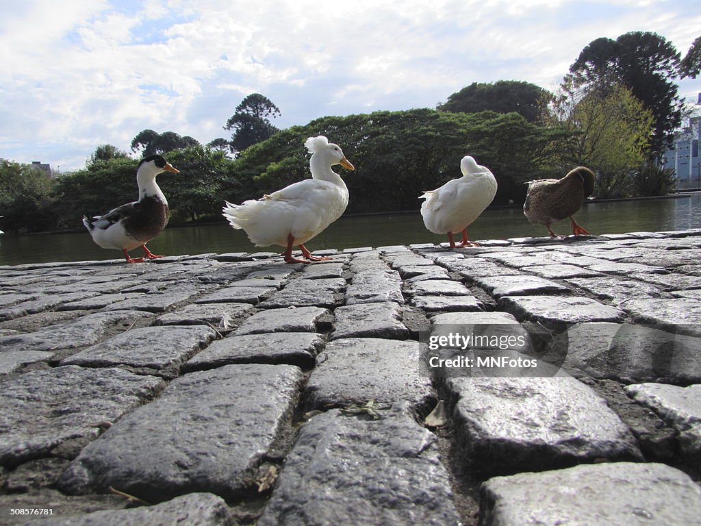 Ducks walking in a line near a lake