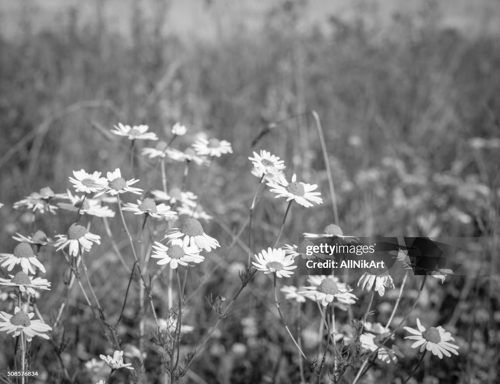 Wildflowers Daisies. Vintage floral background. Toned image in retro style