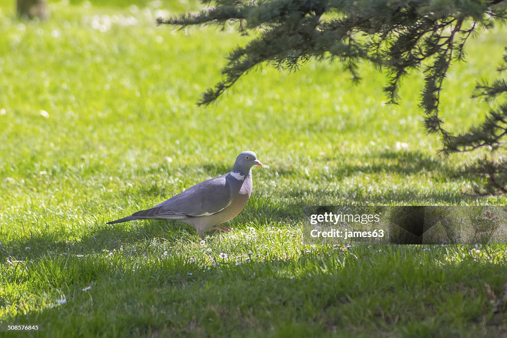 Gray pigeon walking on grass