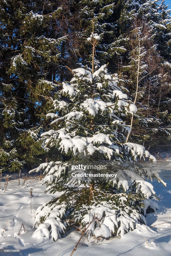 Trees (spruce) covered with snow