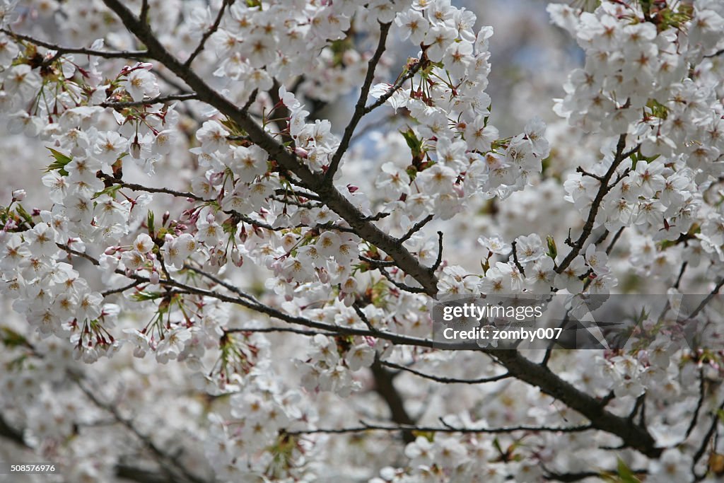 Cherry blossom Sakura o florecer en Japón