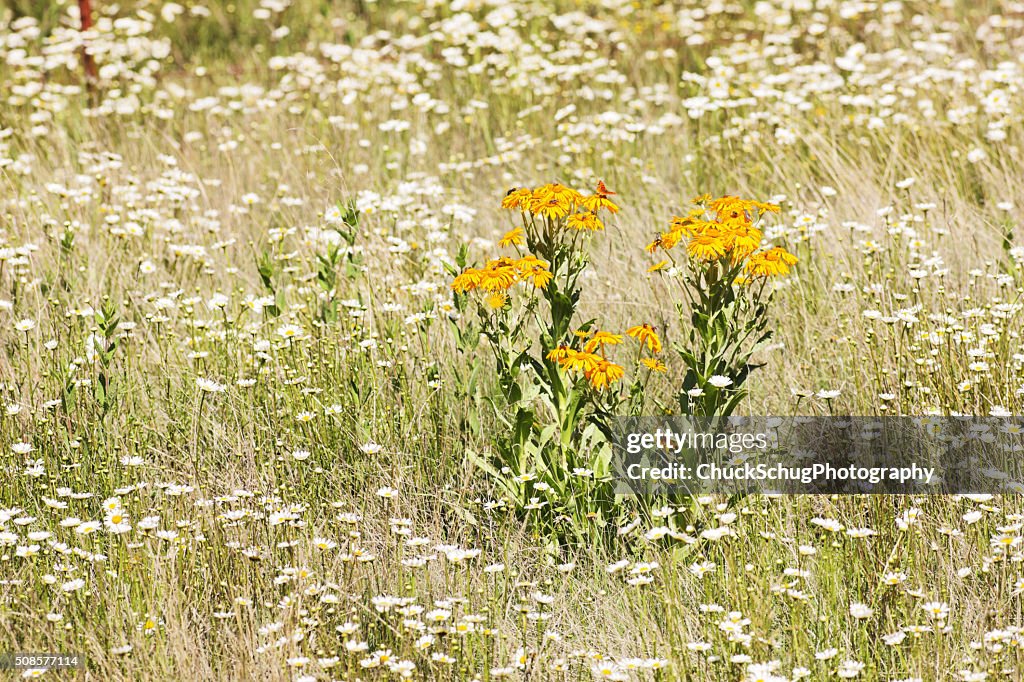 Orange Sneezeweed Hymenoxys hoopesii Daisy Wildflower