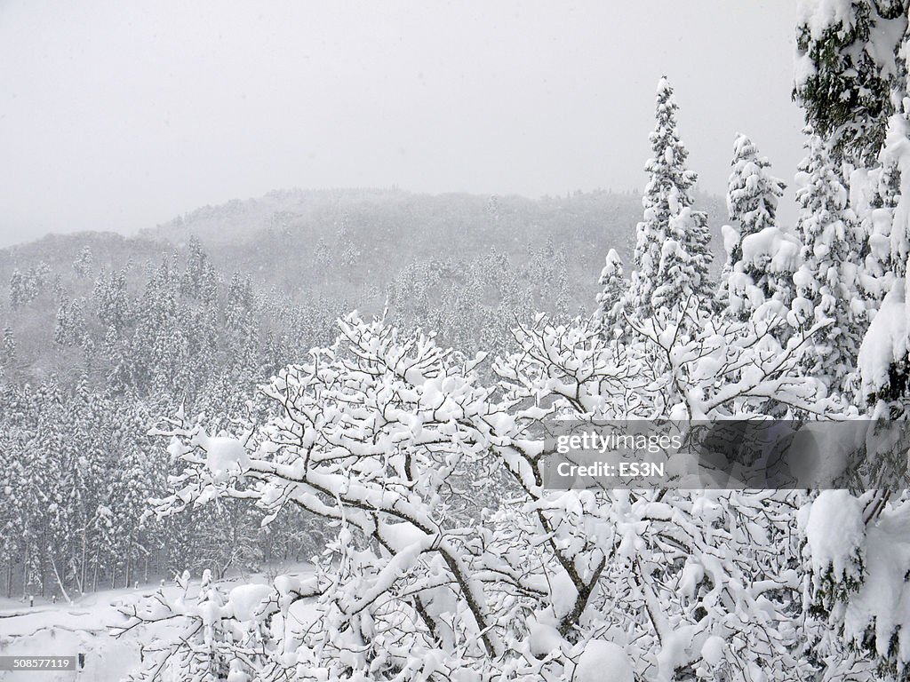 Snowfall in a Winter forest.