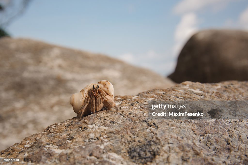 Hermit crab close-up on  background of stone and ocean