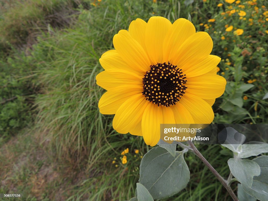 Helianthus Debilis or Dune Sunflower