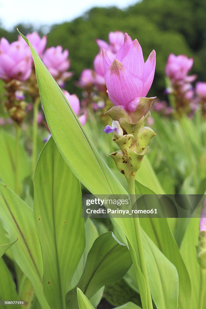 Turmeric alismatifolia