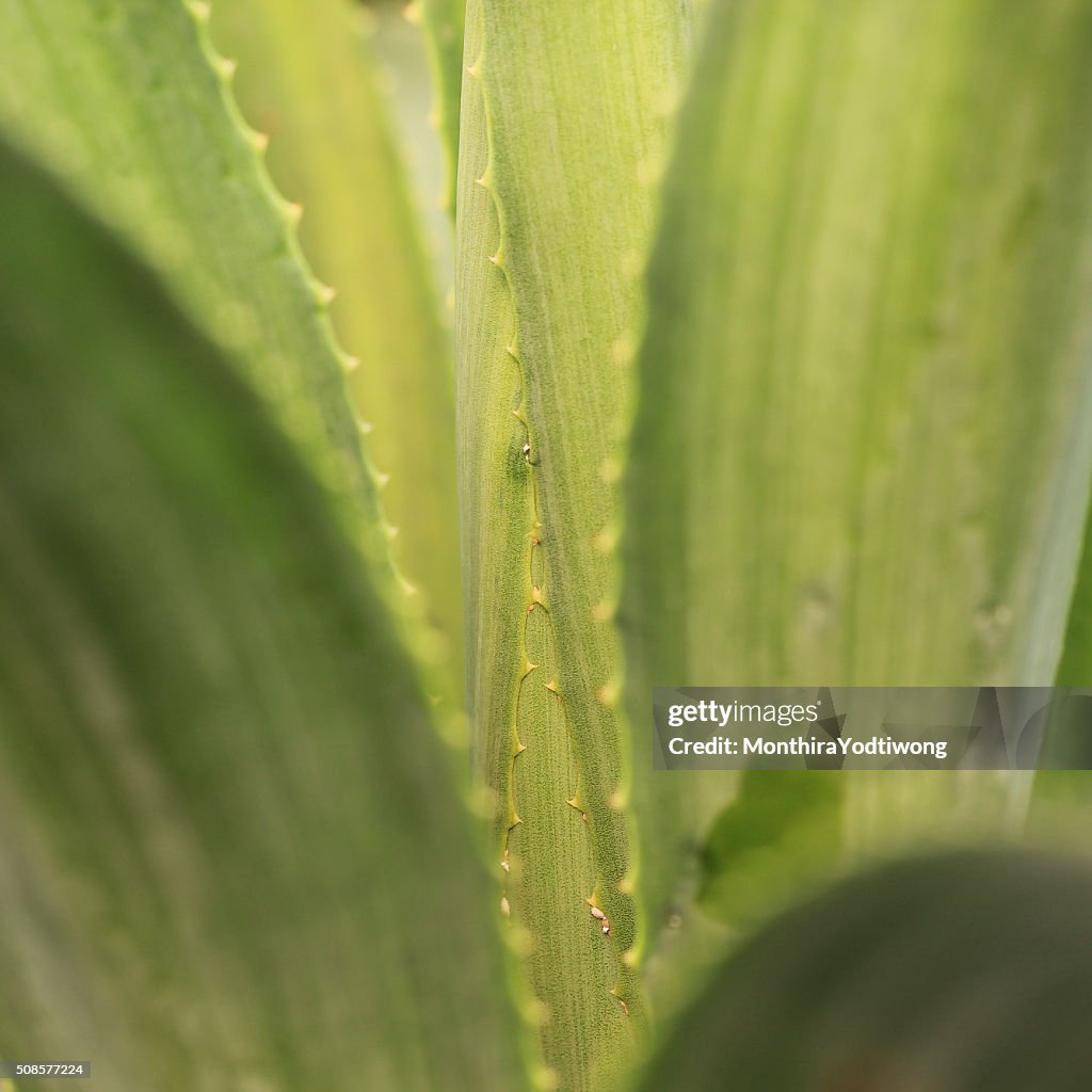 Abstract cactus plant