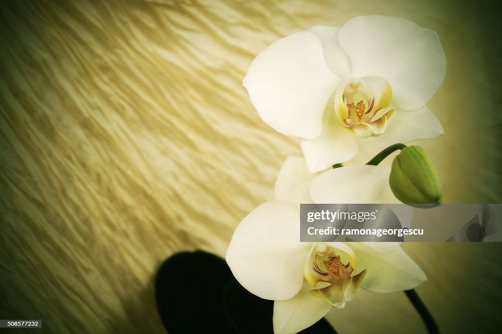 White orchids - vintage style