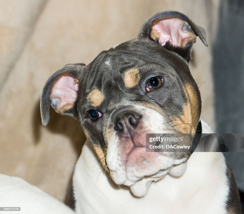English Bulldog Puppy Portrait