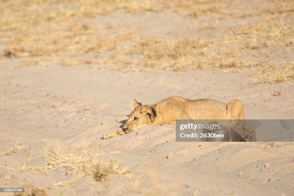 Lion in the bush veld